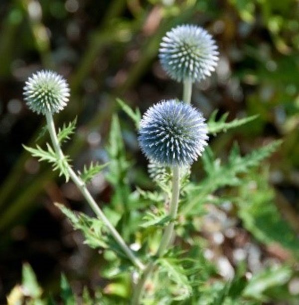 Echinops ritro ssp ruthenicus Platinum Blue.jpg