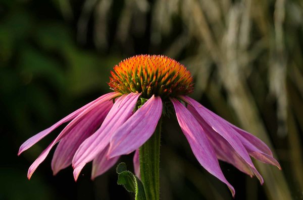 Echinacea purpurea Prairie Splendor.jpg
