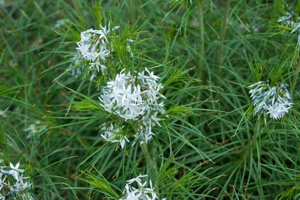 amsonia-ciliata.jpg