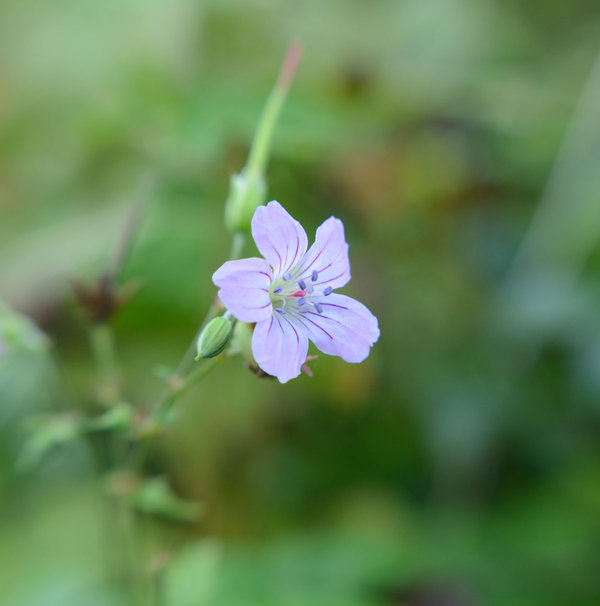 Geranium-nodosum.jpg