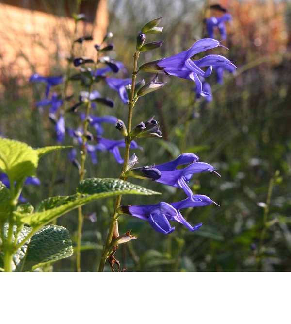 Salvia guarantica Blue Enigma.jpg