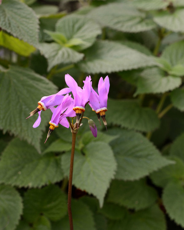 Dodecatheon-Red-Wings.jpg