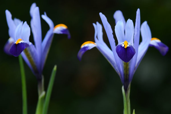 Iris-reticulata-Gordon.jpg