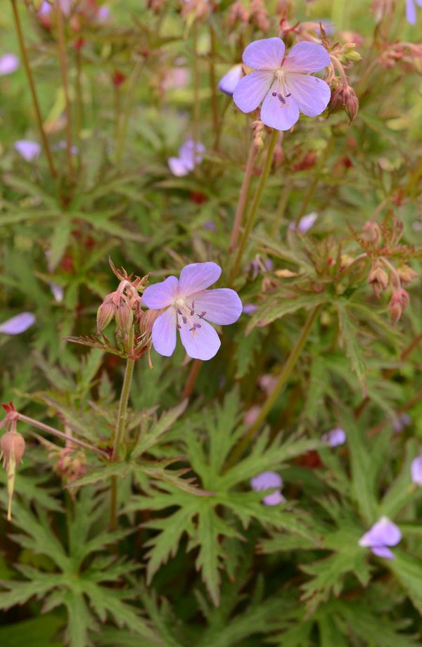 Geranium-Midnight-Reiter.jpg