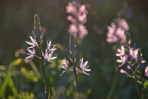 Camassia-leichtlinii-caerulea,d2.jpg