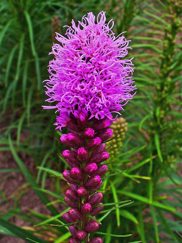Liatris_spicata.jpg