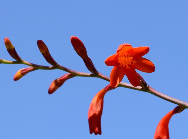 Crocosmia-Prince-of-Orange.jpg