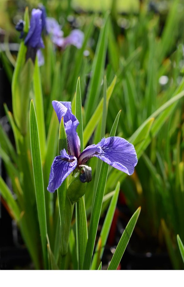Iris-setosa-canadensis.jpg