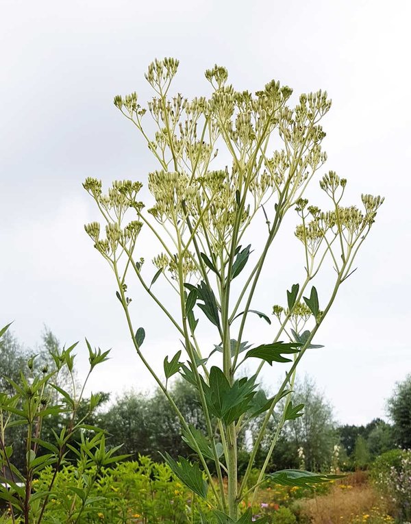 Cacalia-atriplicifolia.jpg