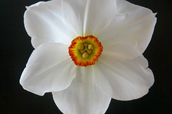 Narcissus actaea.jpg