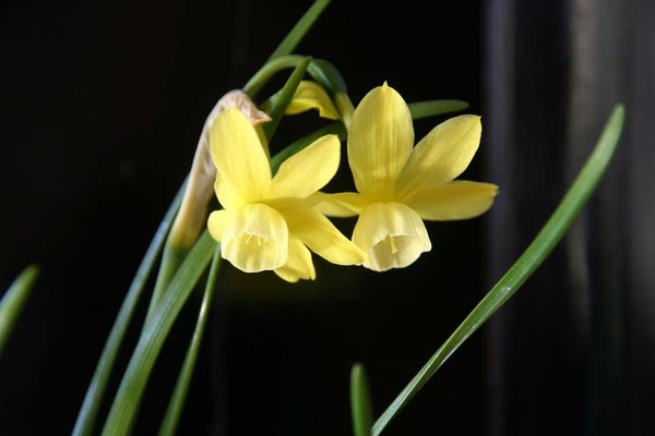 Narcissus-'Hawea'.jpg