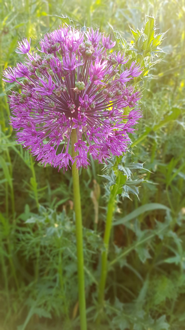 Allium Purple Sensation 4.jpg