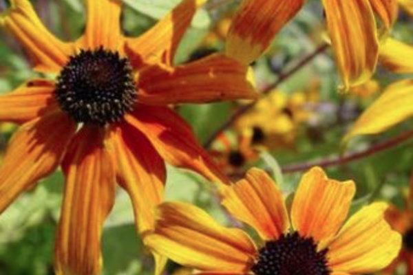 Rudbeckia triloba 'Prairie Glow'.jpg