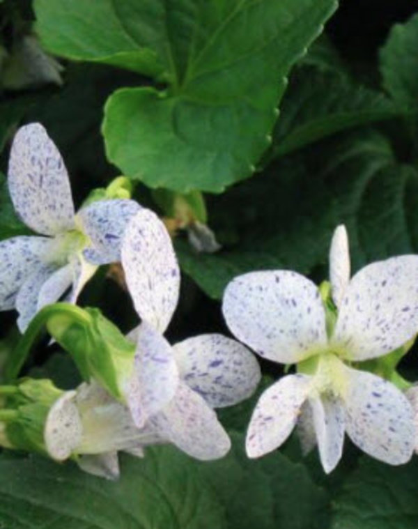 Viola sororia 'Freckles'.jpg