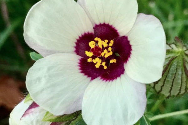 Hibiscus trionum.jpg