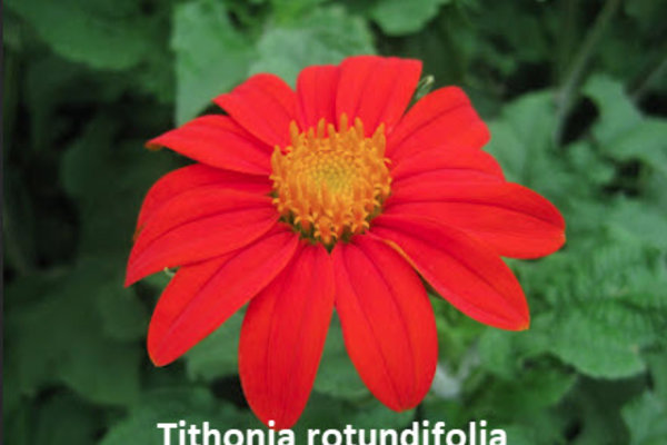 Tithonia rotundifolia.jpg