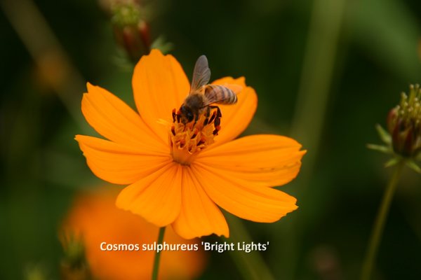 Cosmos sulphureus 'Bright Lights'.jpg
