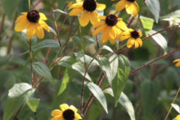 Rudbeckia triloba.jpg