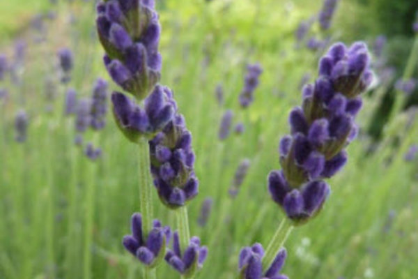 Lavendel Grosso.jpg