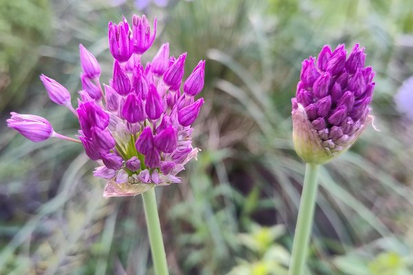IMG_20240504_185956633 (002) Allium PS.jpg