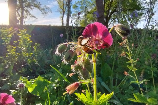 IMG_20240504_190613220_HDR Geranium phaeum.jpg