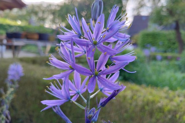 IMG_20240504_190231255_HDR Camassia.jpg