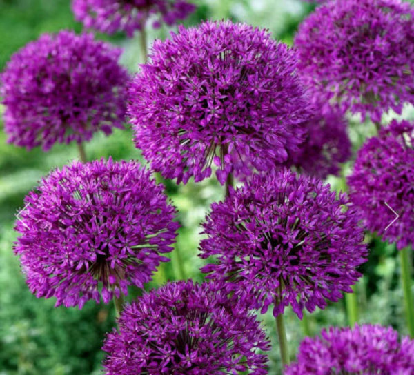 Allium 'Purple Sensation'.jpg