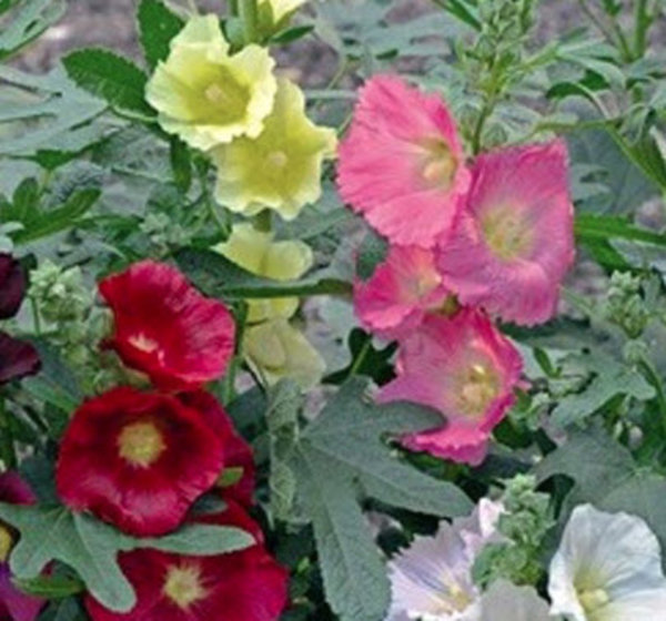 Althaea ficifolia.jpg