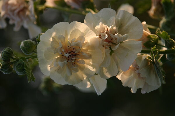 Althaea officinalis (3).JPG