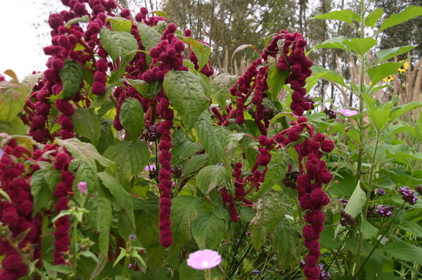 Amaranthus caudatus (2).JPG