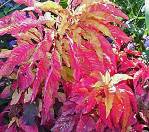 Amaranthus tricolor 'Flaming Fountain'.jpg