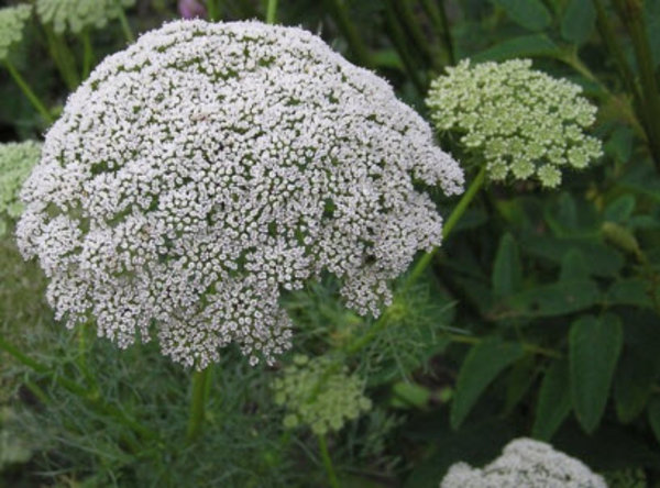 Ammi visnaga.jpg