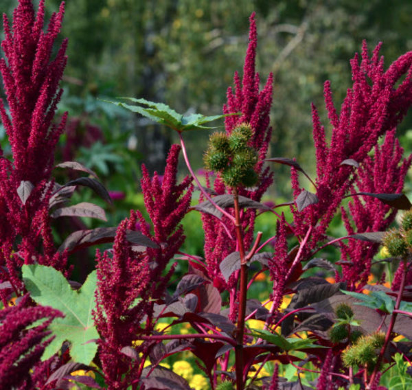 Amaranthus caudatus.jpg