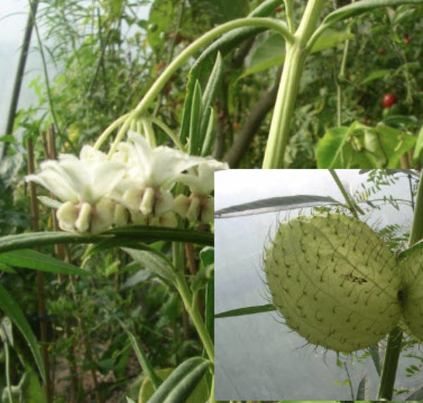 Asclepias physocarpus.jpg