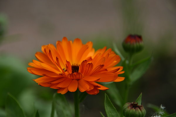 Calendula officinalis.JPG