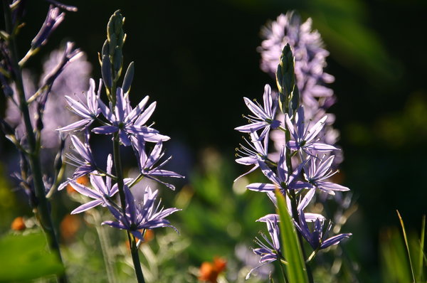 Camassia leichtlinii (2).JPG