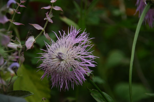 Centaurea americana.JPG