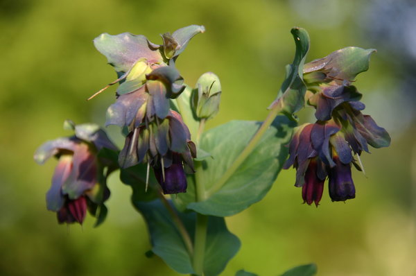 Cerinthe major (2).JPG