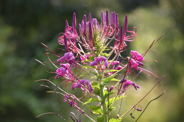 Cleome spinosa (2).JPG