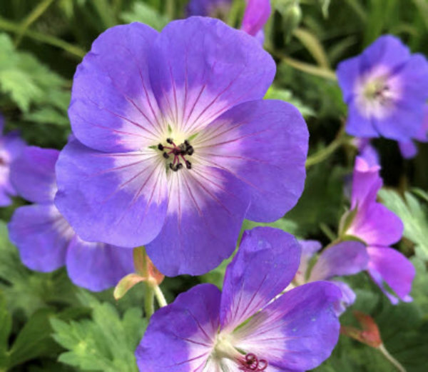 Geranium hybr. 'Rozanne'.jpg