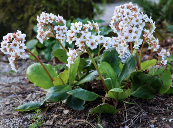 Bergenia 'Bressingham white'.jpg