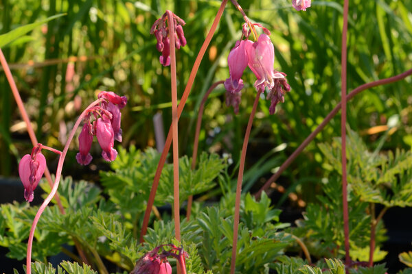 Dicentra Luxuriant 2 (2).JPG