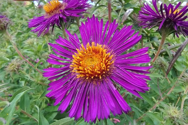 Aster nov. ang. 'Violetta'.jpg