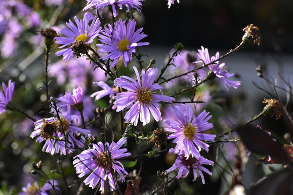 Aster  'Glow in the dark' (herfstaster) 2 .jpg
