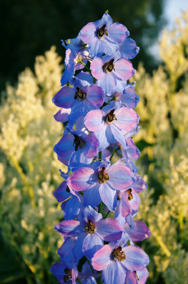 Delphinium -- (3).jpg