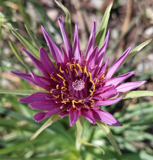 tragopogon.jpg