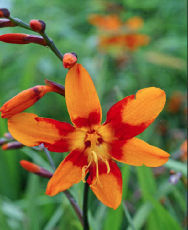 Crocosmia 'Emily McKenzie'.jpg