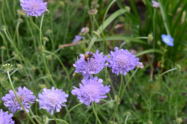 Scabiosa ‘Butterfly Blue’ (2).JPG