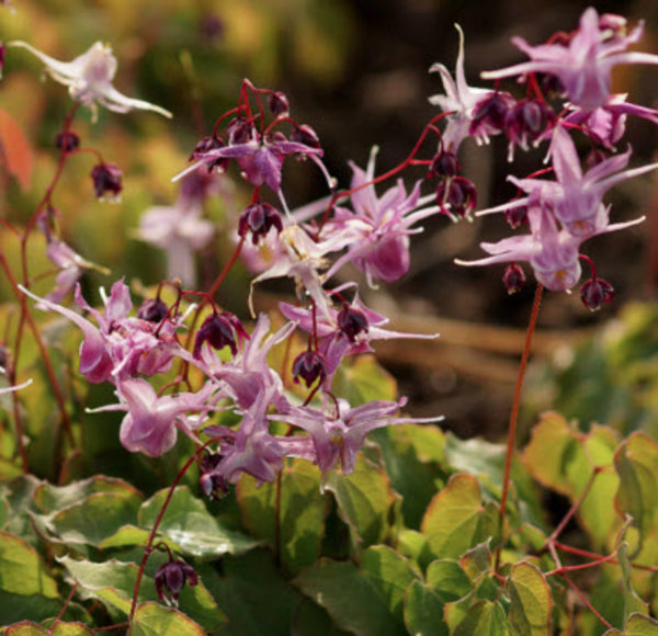Epimedium grandiflorum Lilafee'.jpg