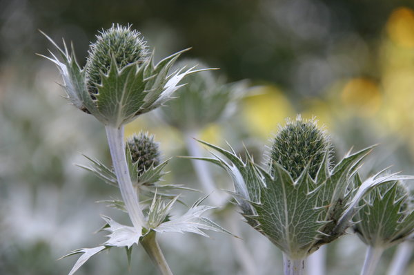 Eryngium (2).JPG
